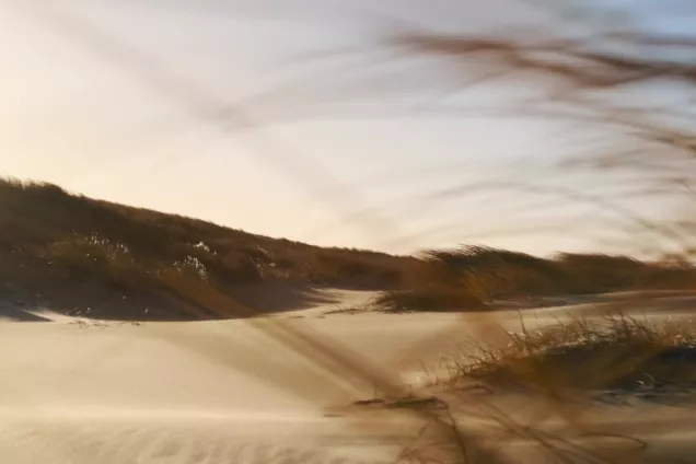 Sandstrand med böljande gräs i förgrunden. Fotografi